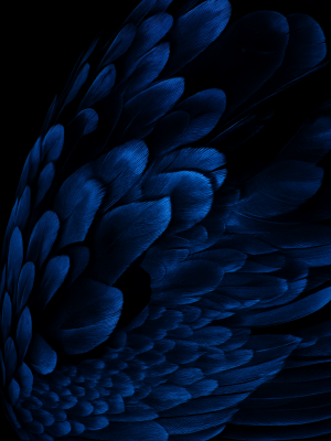 Midnight Plumage
