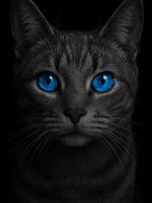 Blue Gaze